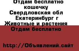 Отдам бесплатно кошечку - Свердловская обл., Екатеринбург г. Животные и растения » Отдам бесплатно   
